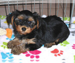 Small Photo #7 Yorkshire Terrier Puppy For Sale in ORO VALLEY, AZ, USA