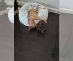 Small #12 American Staffordshire Terrier-Rhodesian Ridgeback Mix