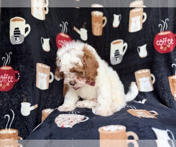 Medium Photo #7 Goldendoodle (Miniature) Puppy For Sale in LAKELAND, FL, USA