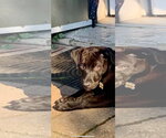 Small Photo #6 Mutt Puppy For Sale in Germantown, OH, USA