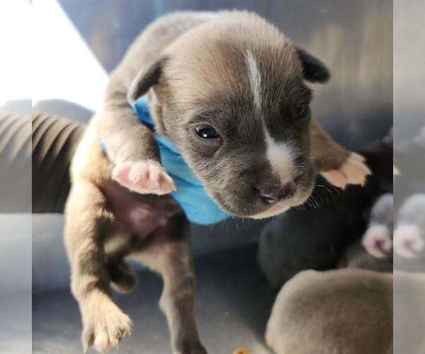 Medium Photo #1 American Staffordshire Terrier-Unknown Mix Puppy For Sale in San Antonio, TX, USA