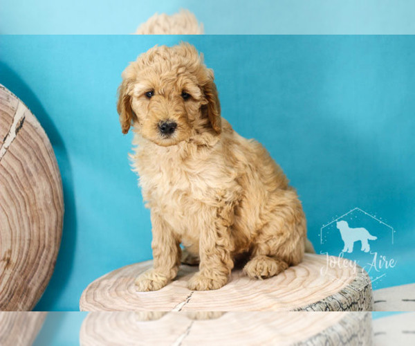 Medium Photo #14 Goldendoodle Puppy For Sale in CARLOCK, IL, USA