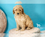 Small Photo #14 Goldendoodle Puppy For Sale in CARLOCK, IL, USA