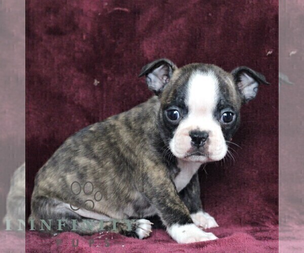 Medium Photo #5 Boston Terrier Puppy For Sale in PORT ROYAL, PA, USA