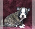 Small Photo #5 Boston Terrier Puppy For Sale in PORT ROYAL, PA, USA