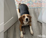 Small Photo #4 Beagle-Unknown Mix Puppy For Sale in Washington, DC, USA