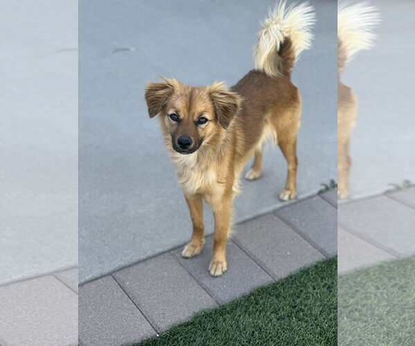 Medium Photo #3 Chihuahua-Unknown Mix Puppy For Sale in Chandler, AZ, USA