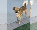 Small #2 Chihuahua Mix