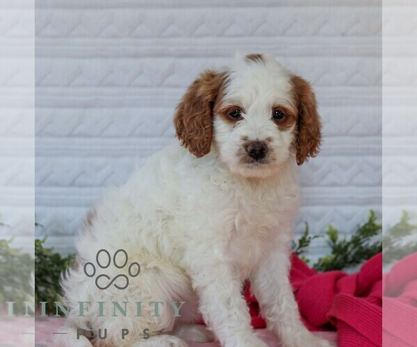 Medium Photo #6 Goldendoodle (Miniature) Puppy For Sale in LITITZ, PA, USA