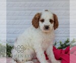 Small #5 Goldendoodle (Miniature)