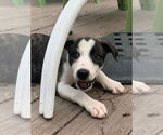 Small Mutt