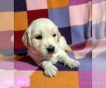 Small Photo #24 Golden Retriever Puppy For Sale in AIKEN, SC, USA