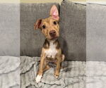 Small #7 American Pit Bull Terrier Mix
