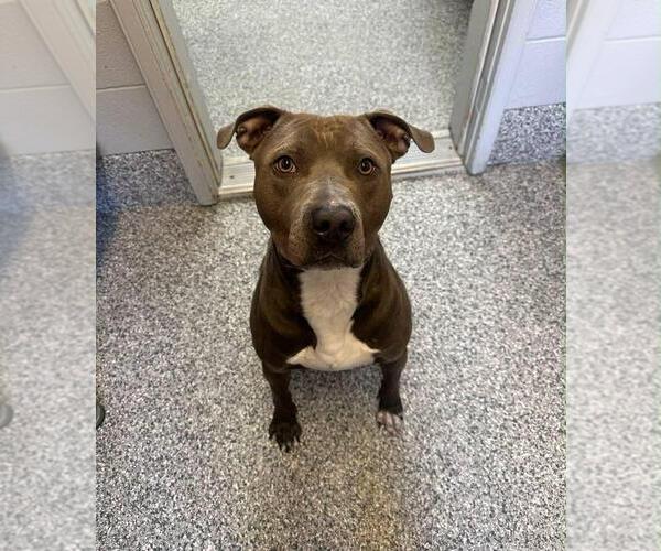 Medium Photo #4 American Staffordshire Terrier-Staffordshire Bull Terrier Mix Puppy For Sale in Calgary, Alberta, Canada