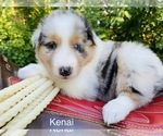 Small Photo #32 Australian Shepherd Puppy For Sale in ARBA, IN, USA