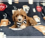 Small Cavapoo (Miniature)