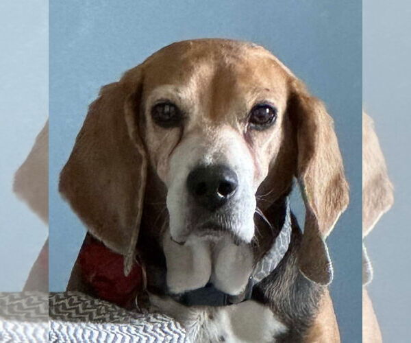 Medium Photo #1 Beagle Puppy For Sale in Fairfax, VA, USA