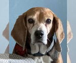 Small Beagle