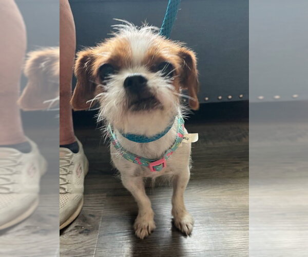 Medium Photo #2 Brussels Griffon-Unknown Mix Puppy For Sale in Fairfax, VA, USA