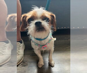 Matilda * Adoption Pending* - Female Brussels Griffon-Unknown Mix Dog for Adoption - Photo #2