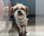 Small #1 Brussels Griffon Mix