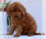 Small #3 Goldendoodle (Miniature)