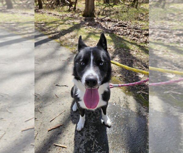 Medium Photo #10 Border Collie-Siberian Husky Mix Puppy For Sale in Silver Spring, MD, USA