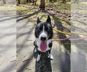 Ace - Male Border Collie-Siberian Husky Mix Dog for Adoption - Photo #10