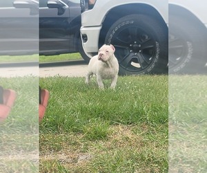 Medium American Bully