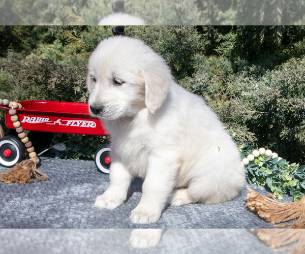 Medium Photo #3 English Cream Golden Retriever Puppy For Sale in ROCHESTER, IN, USA