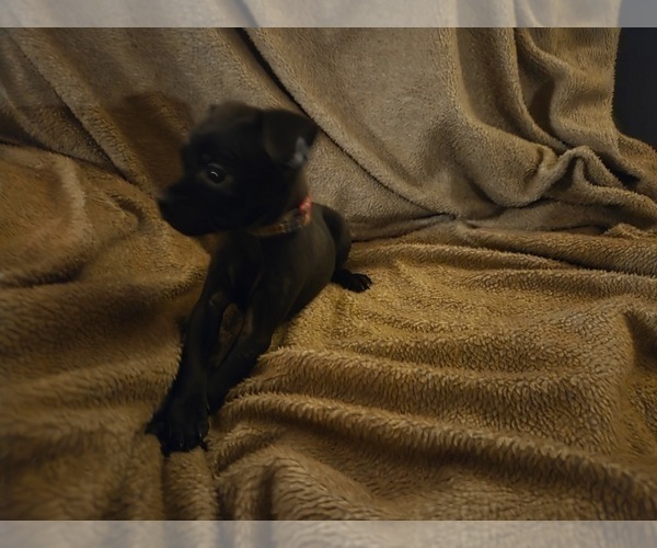 Medium Photo #8 Chug Puppy For Sale in HILLSDALE, MI, USA