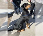 Small Doberman Pinscher