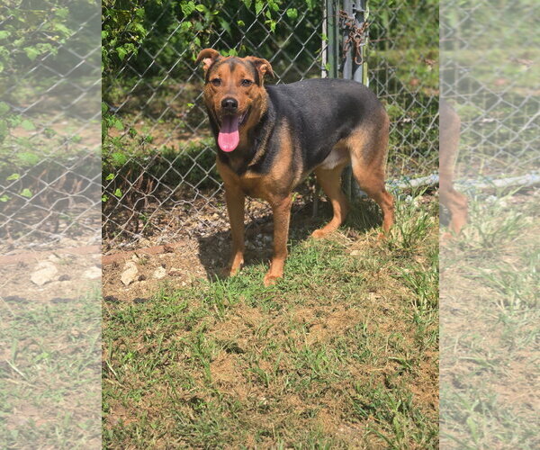 Medium Photo #2 Mutt Puppy For Sale in Crandall, GA, USA
