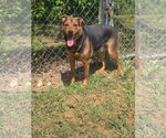 Small #1 Mutt