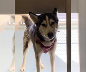 Siberian Husky Dogs for adoption in Riverside, CA, USA