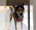 Small Siberian Husky