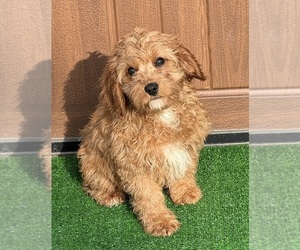 Cavapoo Puppy for sale in DUNDEE, OH, USA