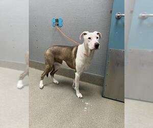 American Pit Bull Terrier-Unknown Mix Dogs for adoption in Las Vegas, NV, USA