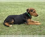 Small #2 Mutt