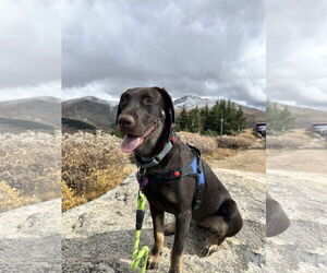 Labrador Retriever-Unknown Mix Dogs for adoption in Aurora, CO, USA