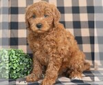 Small #2 Goldendoodle (Miniature)