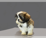 Small Photo #7 Shih Tzu Puppy For Sale in SAN DIEGO, CA, USA