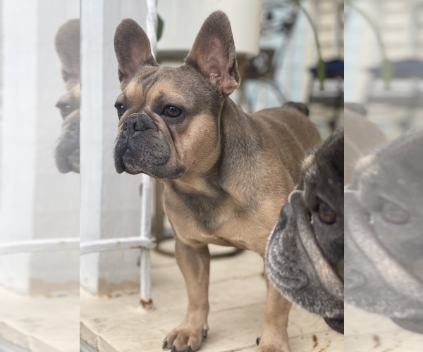 Medium Photo #1 French Bulldog Puppy For Sale in BRONX, NY, USA