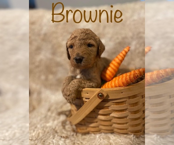 Medium Photo #1 Goldendoodle Puppy For Sale in RICHMOND, TX, USA
