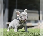 Small French Bulldog