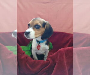 Beagle Dogs for adoption in Martinsburg, WV, USA