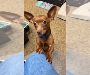 Chiweenie Dogs for adoption in New London, WI, USA