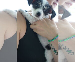 Chihuahua Dogs for adoption in Holly Springs, NC, USA