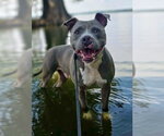 Small Photo #3 American Pit Bull Terrier-Staffordshire Bull Terrier Mix Puppy For Sale in Southbury, CT, USA