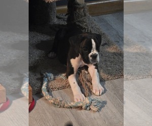 Boxer Puppy for sale in MT ZION, IL, USA
